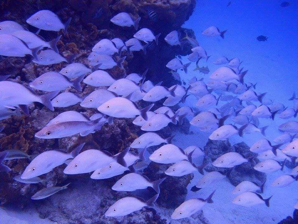 Posada Mango Tree Bahia Suroeste ภายนอก รูปภาพ